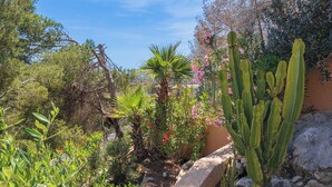 A garden with various plants, including cacti and flowering shrubs.
