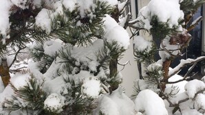 Pinheiro coberto de neve com uma lâmpada acesa ao fundo.