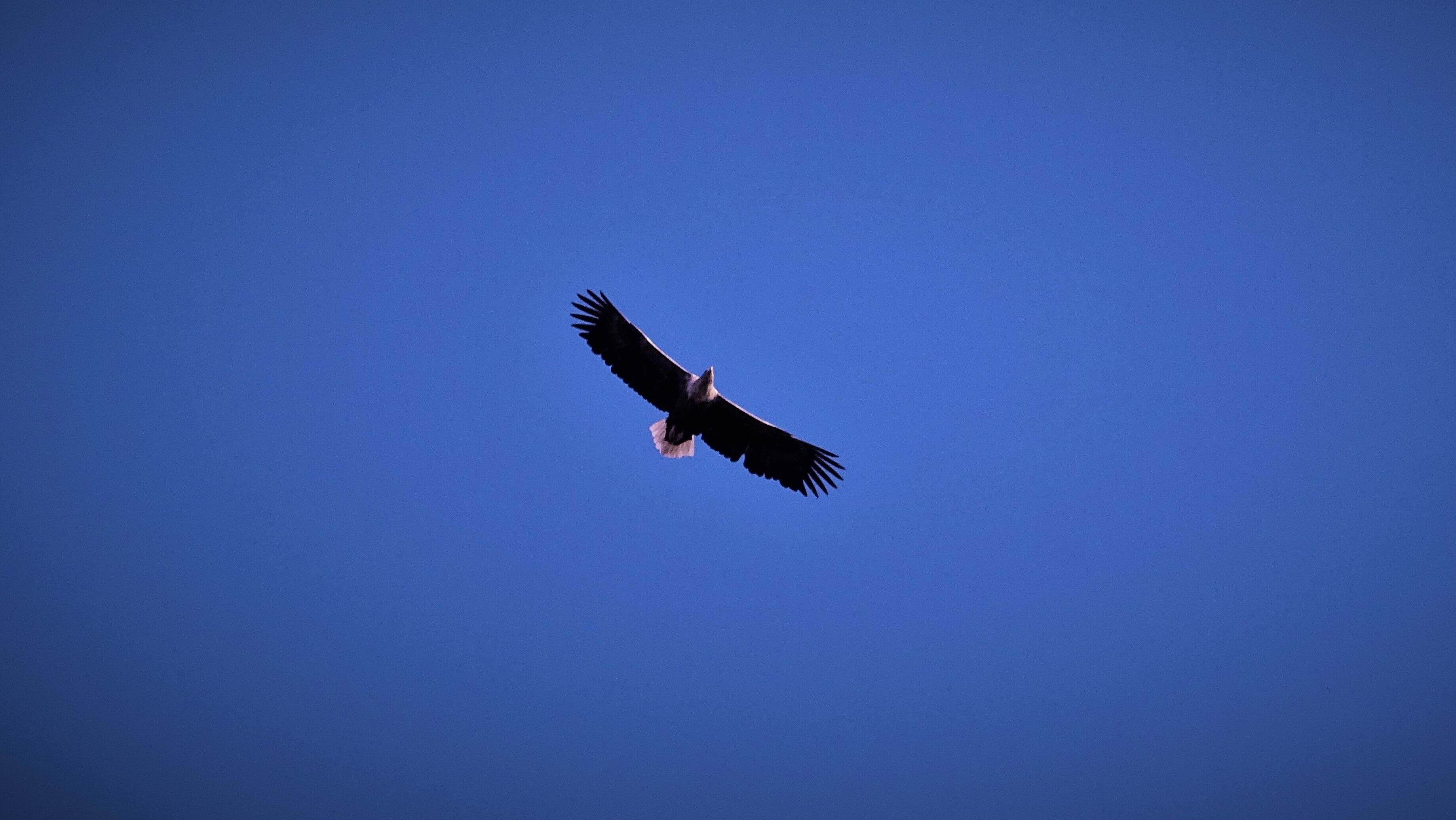 A bird in flight against a clear blue sky.