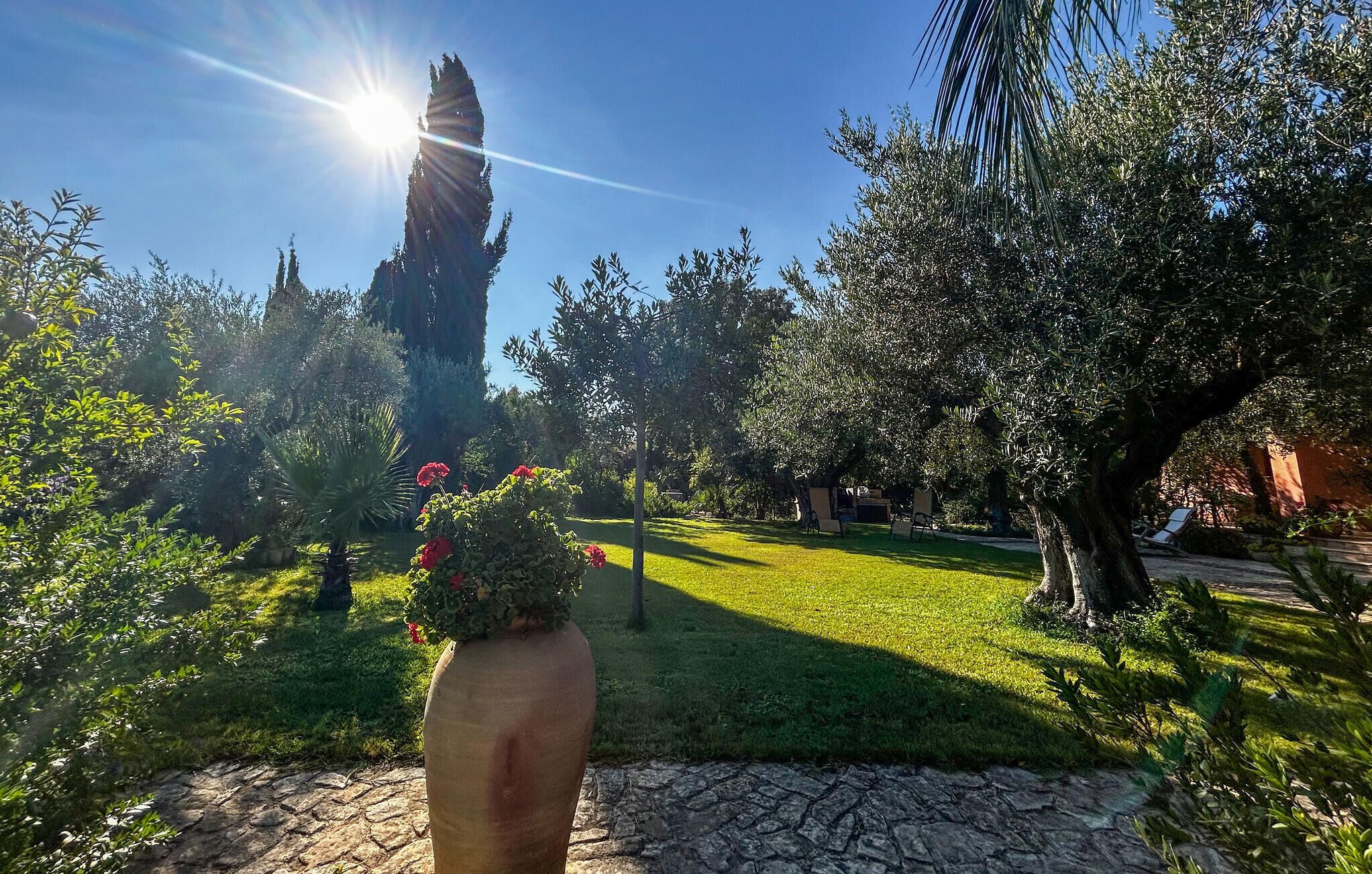 Un jardin avec une variété d’arbres et un ciel dégagé.