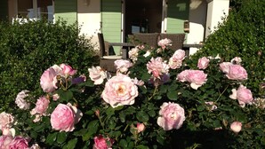 A garden with pink roses in front of a building with green shutters and a porch. - Villa with pool, sea view, sleeps 6, tastefully decorated (Lumio)
