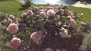 A garden with pink roses and a pool in the background. - Villa with pool, sea view, sleeps 6, tastefully decorated (Lumio)