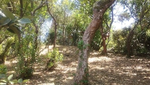 A forested area with a dirt path, trees, and undergrowth. - Garden level apartment, for 5 persons, beach et lake 5 min away, great amenities (Soorts-Hossegor)