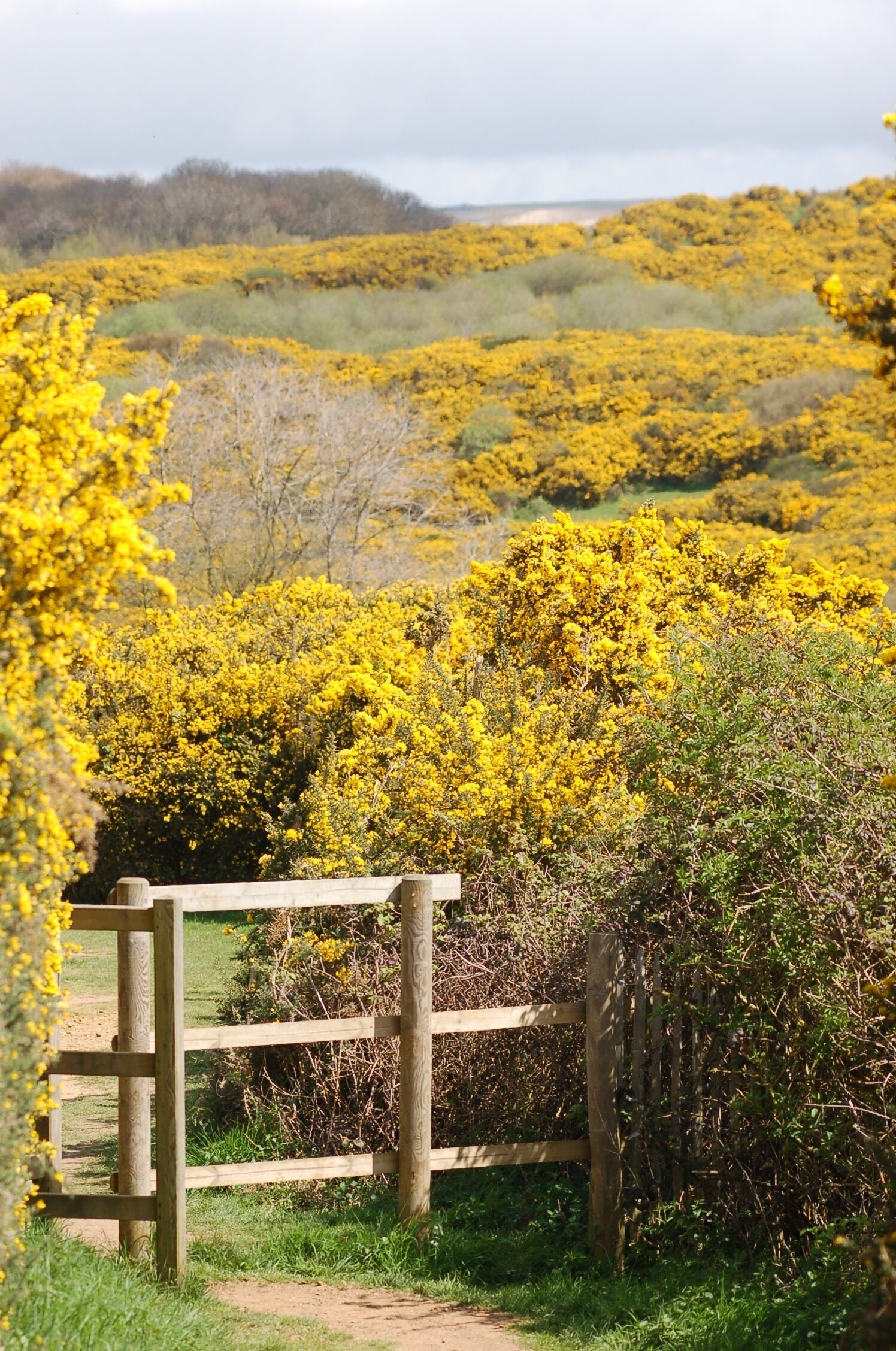 Una puerta de madera que da a un paisaje natural con arbustos de flores amarillas y césped verde.