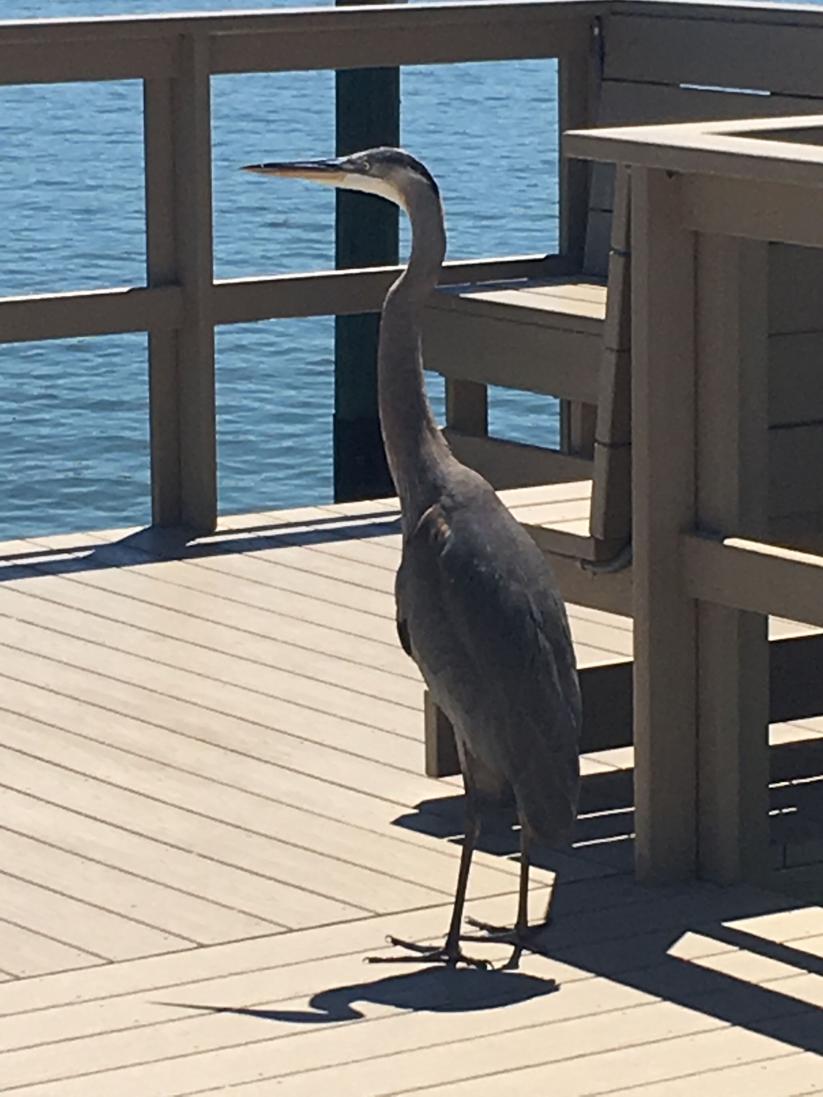 A bird standing on a wooden deck with a railing overlooking a body of water.