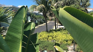 A street lined with palm trees and lush greenery, leading to a building with a white facade and a blue roof. - 5 STAR RATED, GREAT PRICES NEW FULLY RENOVATED IS WAITING FOR YOU 3 BEDROOM E112 (Indian Shores)