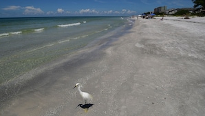 Una playa con aguas cristalinas, un ave blanca y edificios al fondo.