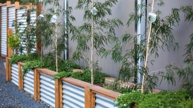 A row of bamboo plants in wooden planters against a corrugated metal wall.