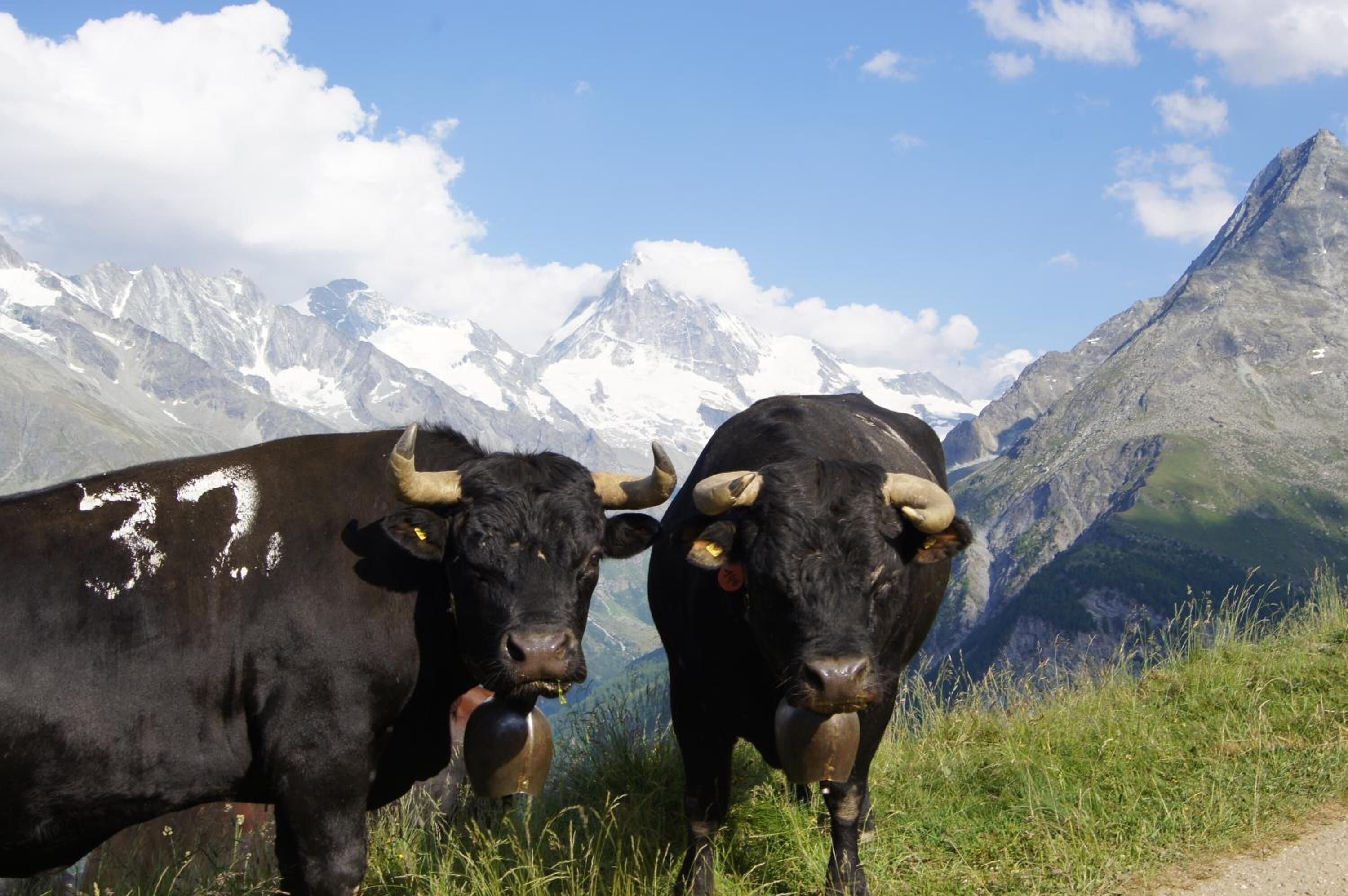 Two bulls with ear tags standing on a grassy slope with a mountainous backdrop.
