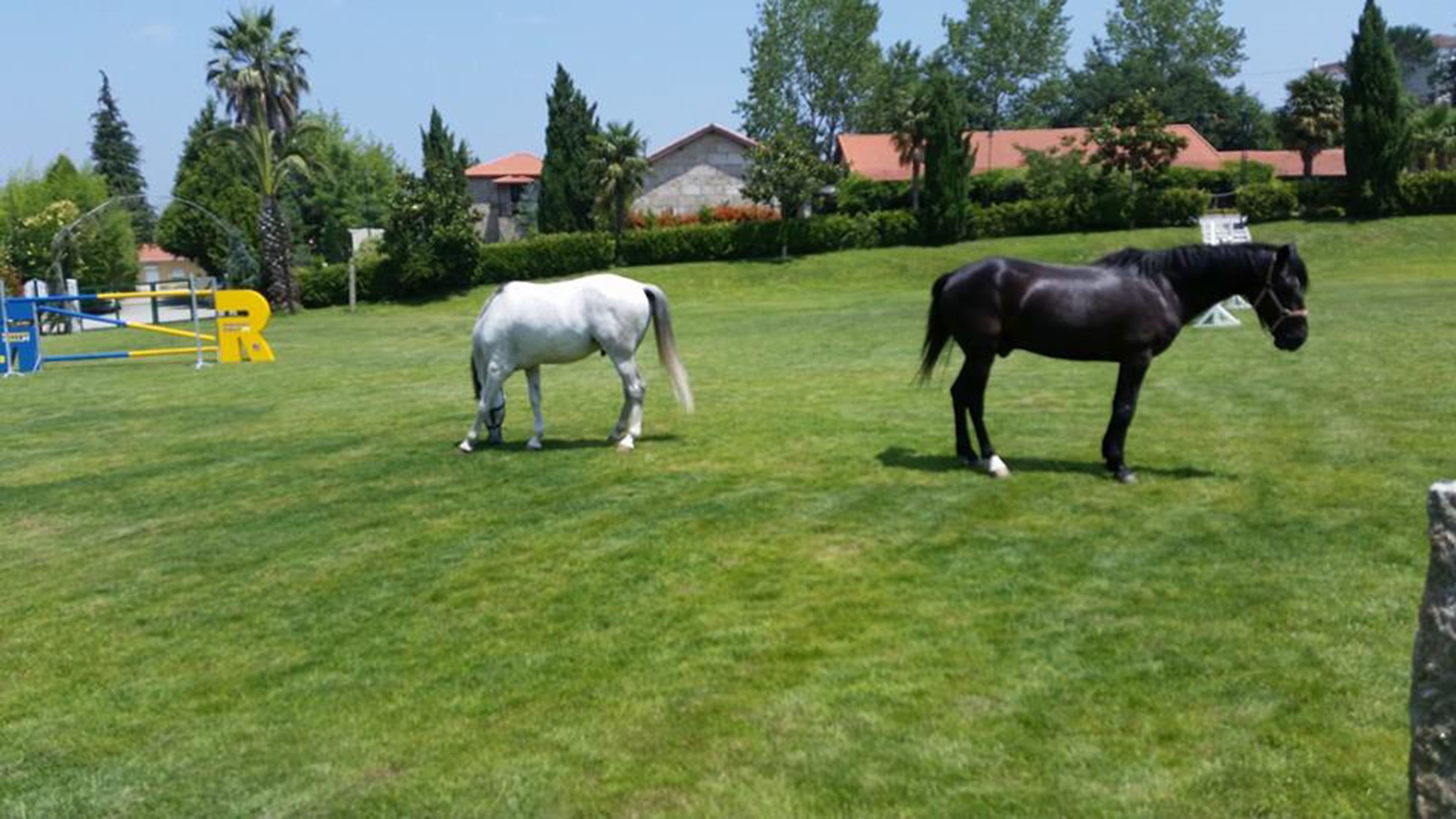 Un campo cubierto de hierba con dos caballos, uno blanco y uno negro, y una construcción amarilla y azul al fondo.