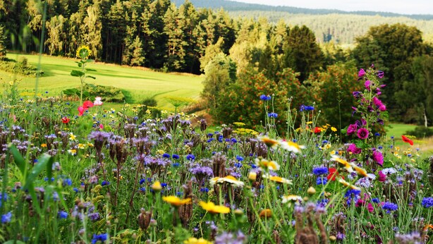A golf course with a variety of wildflowers in the foreground and a forested background. - Ferienwohnung Familie Kappauf & Petrik (Friedenfels)