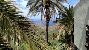 A palm tree in a lush garden with a view of the ocean. - CASA ALMA a dream look that makes you happy (Hermigua) (Hermigua)