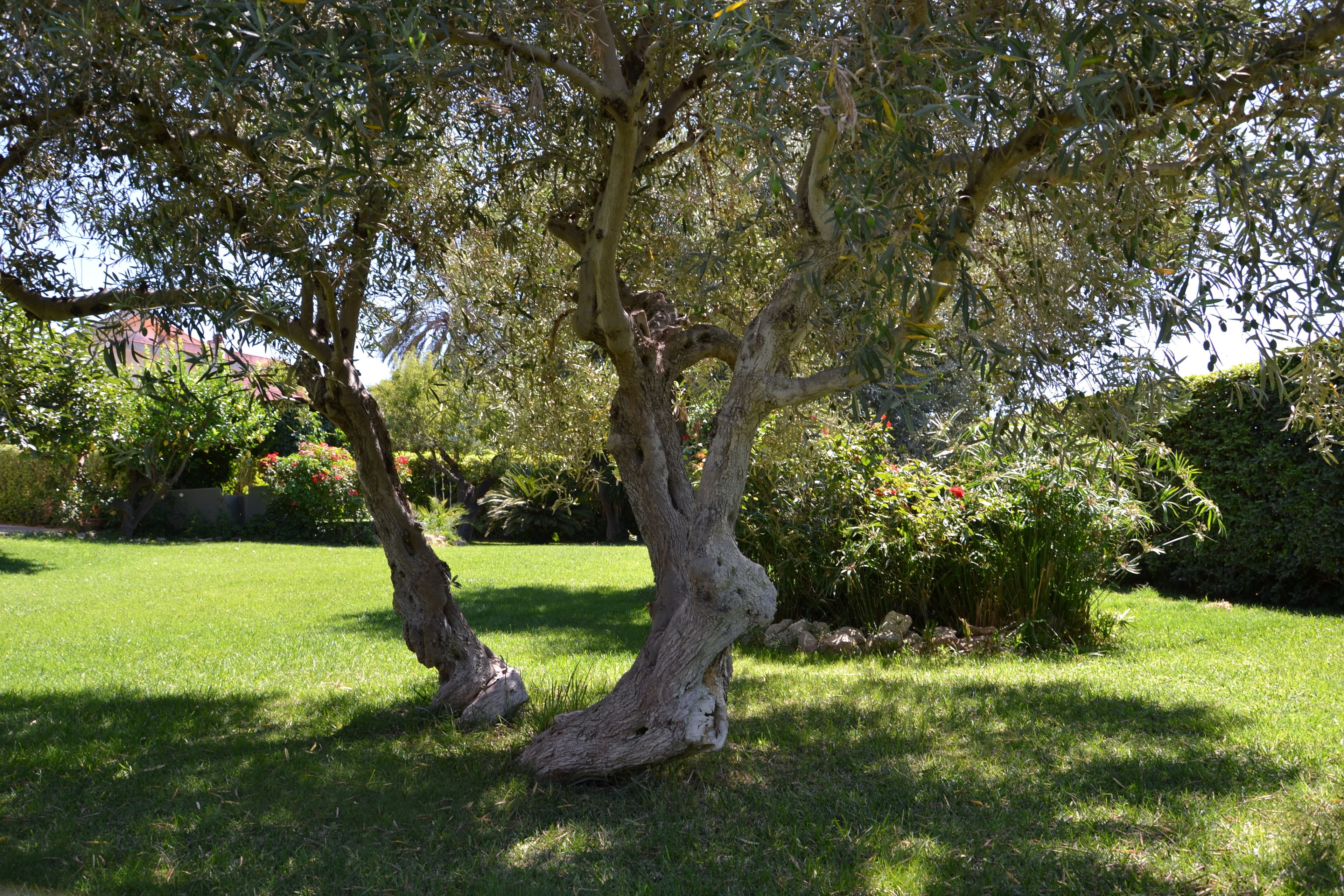 A tree with twisted branches in a well-maintained grassy area.