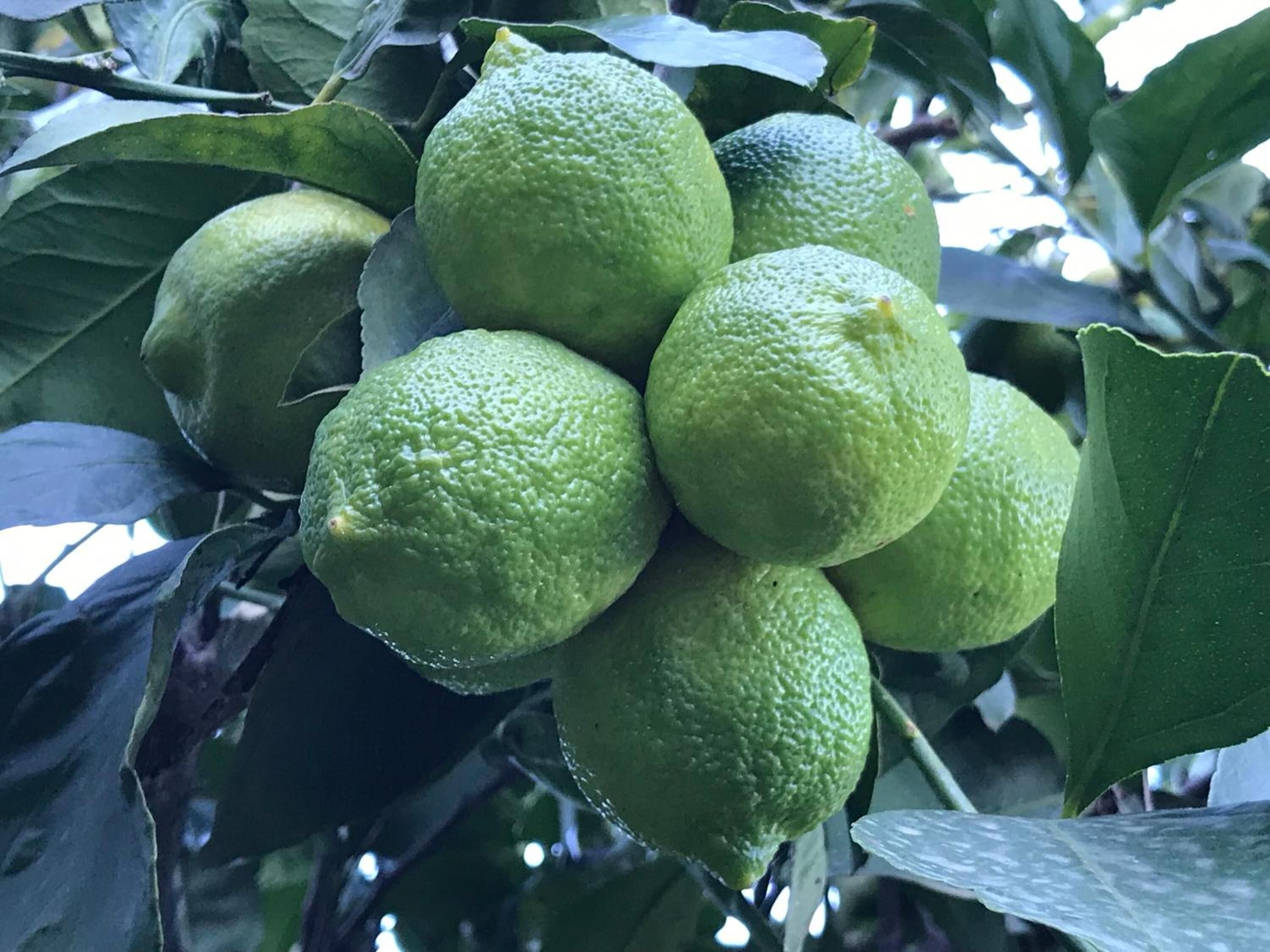 A cluster of green citrus fruits growing on a tree with broad leaves.