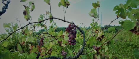 Viñedo con vidriñas cargadas de racimos de uvas.