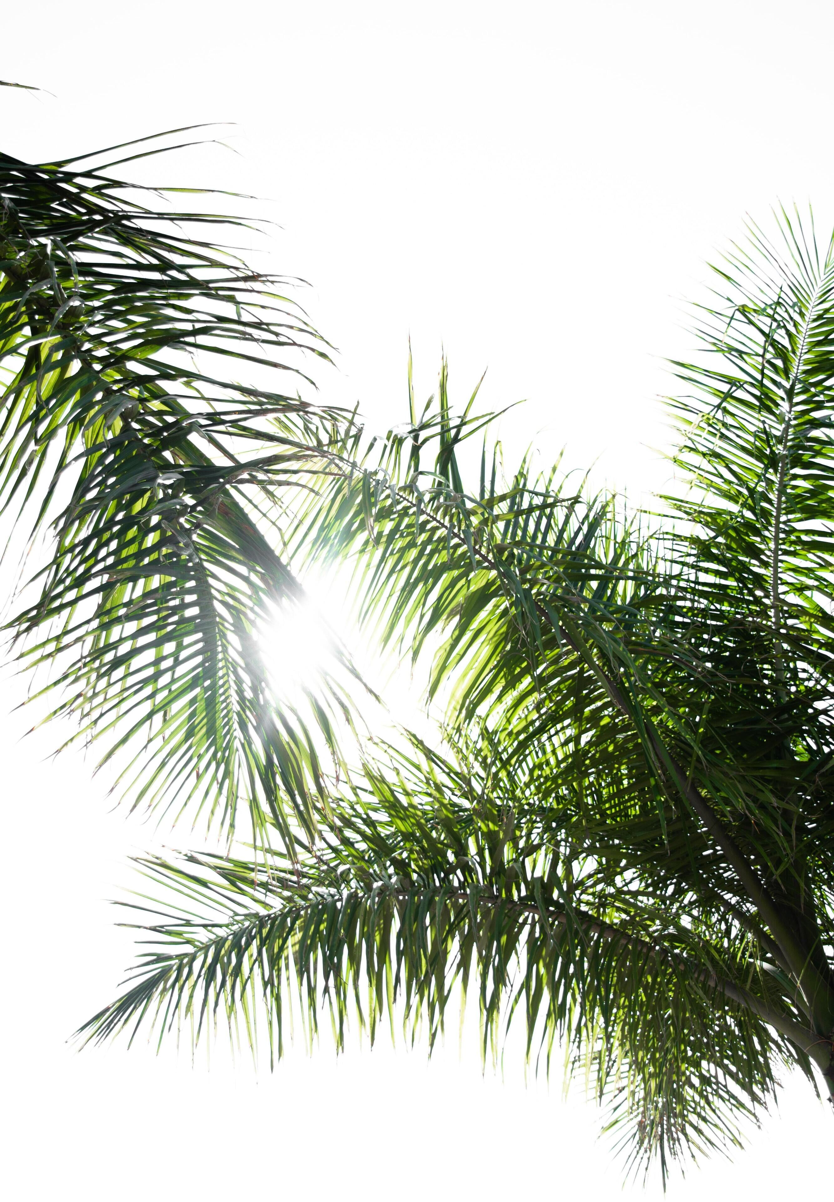 Foto - Villa Amalie & Villa Curiel