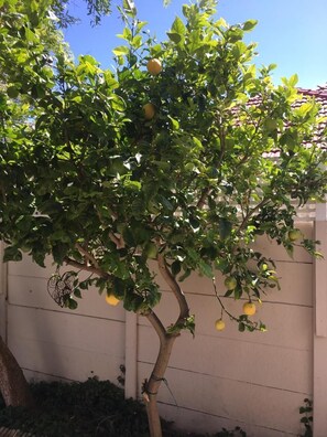 Enjoy the serene garden with a mature lemon tree and lush greenery.