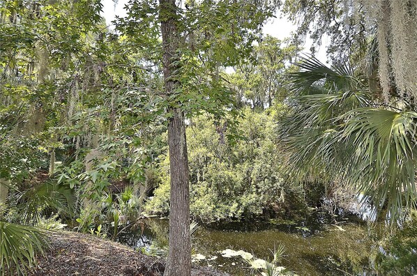 A dense forest with a variety of trees and a small pond.