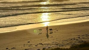 Une scène de plage avec le soleil se couchant sur l’océan, une personne promenant un chien et un chien tenu en laisse.