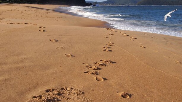 A sandy beach with footprints leading to the water, a seagull flying, and a forested hill in the background. - Retro Beach House on Pearl Beach (Pearl Beach)