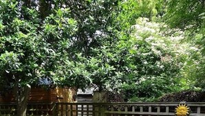 Een terras met een tafel en stoelen, omgeven door potplanten en een houten schutting.
