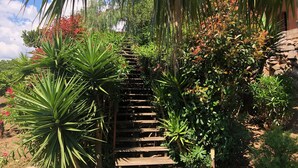 Un escalier en bois, entouré d’une végétation luxuriante et de plantes.