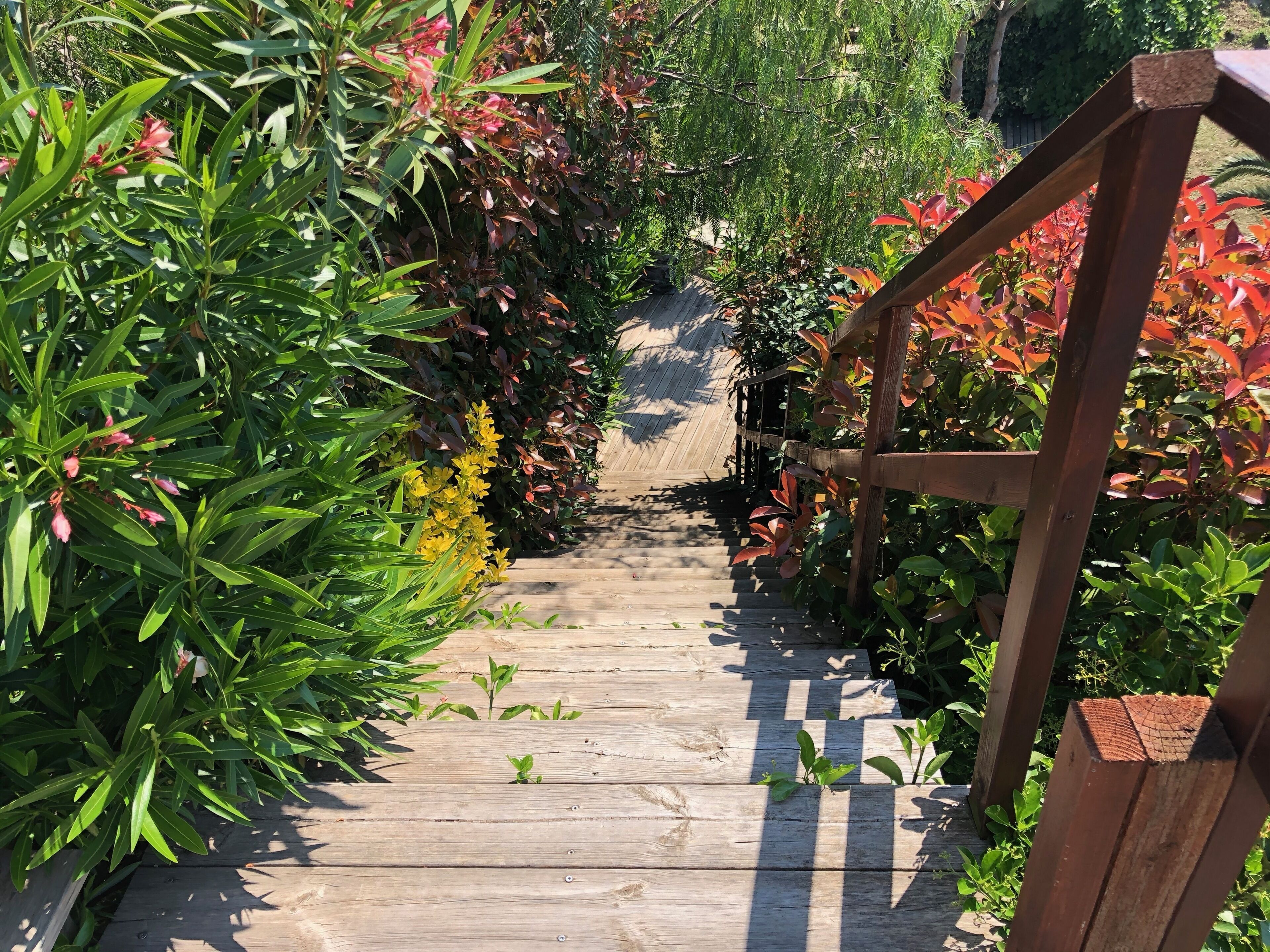 Un sentier en bois, bordé d’une végétation luxuriante et de plantes.