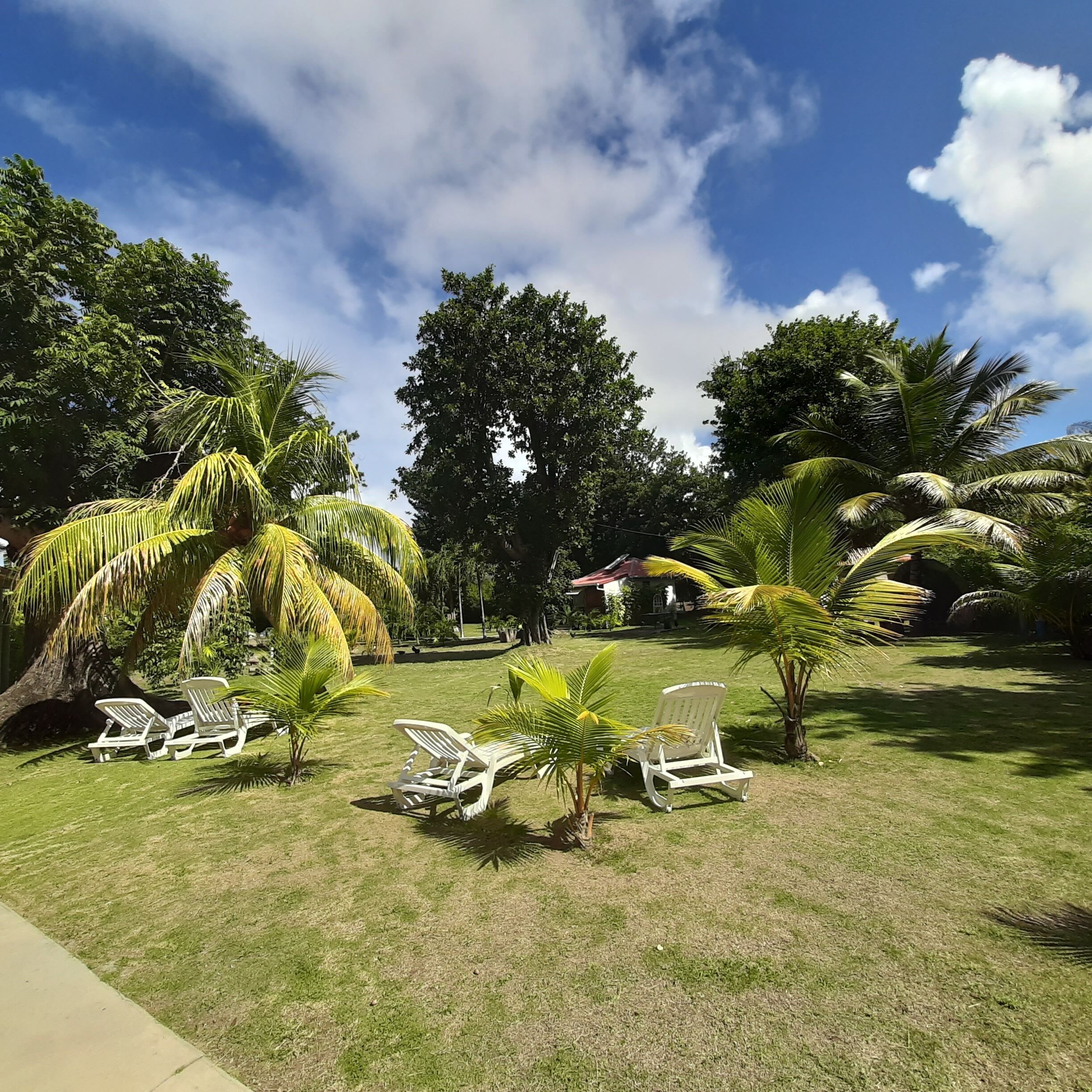 A grassy outdoor area with white lounge chairs and palm trees.