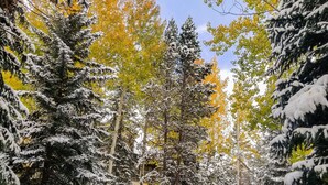A snowy outdoor area with trees and a stone wall. - Ski In/Ski Out + Private Hot Tub + Sleeps 8 + Free Parking  (Keystone)