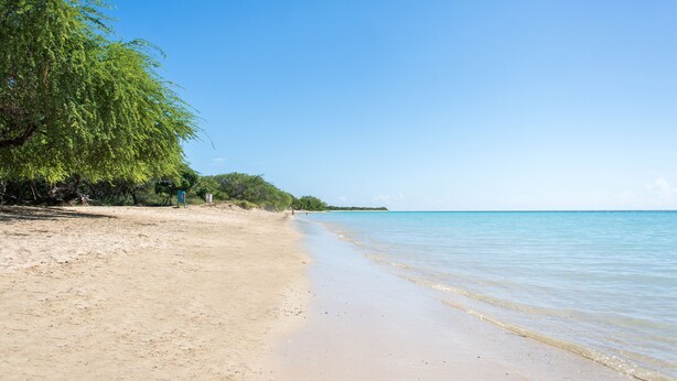 Une plage avec une eau d’un bleu limpide, un rivage sablonneux et des arbres verdoyants.
