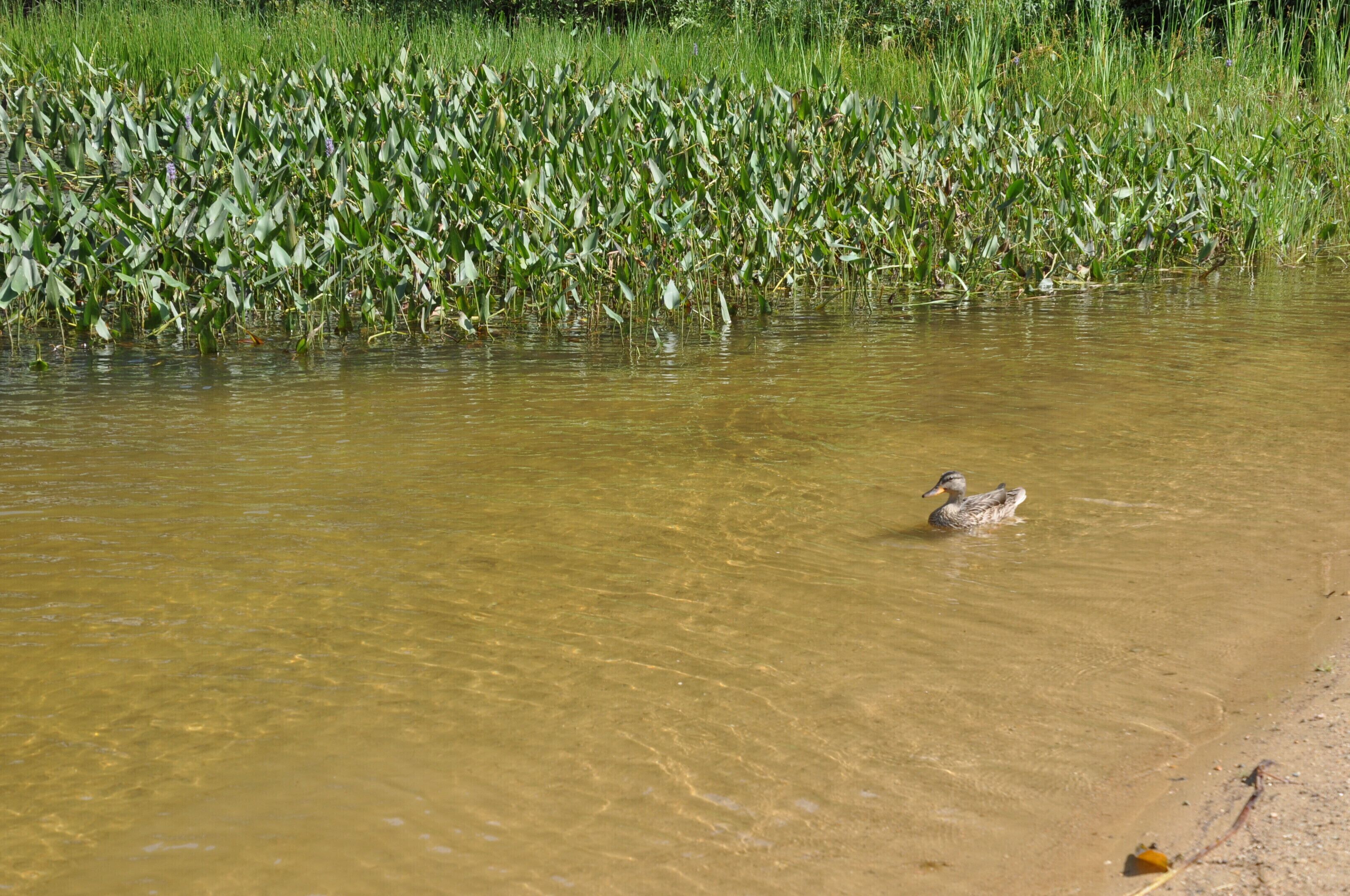 Un canard nage dans une étendue d’eau peu profonde et boueuse, avec une végétation verte et dense en arrière-plan.