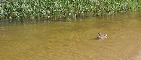 Un canard nage dans une étendue d’eau peu profonde et boueuse, avec une végétation verte et dense en arrière-plan.