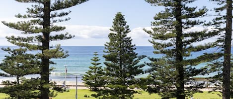 A coastal park with tall pine trees, a grassy area, and a view of the ocean.