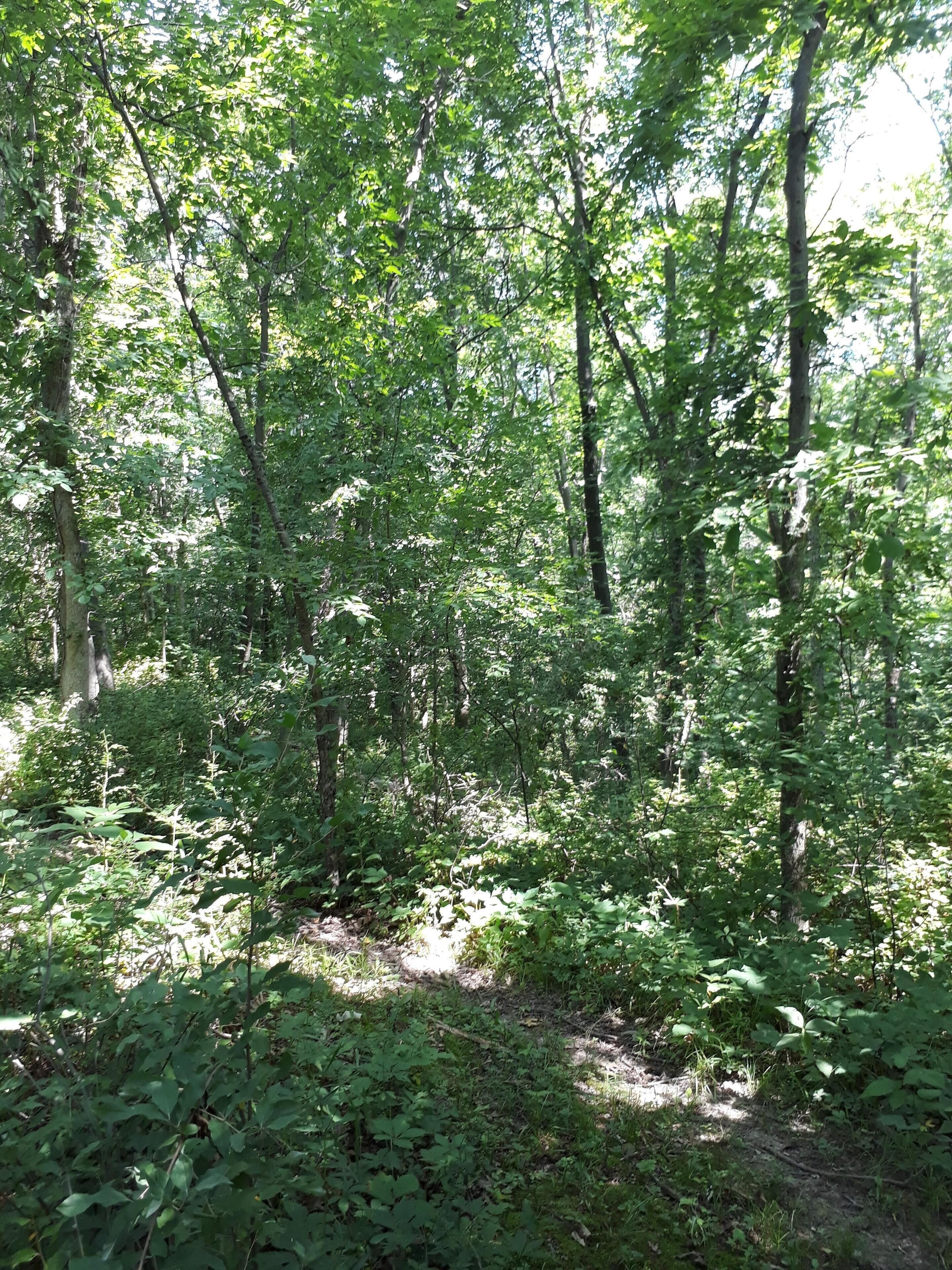 A dense forest with tall trees and underbrush.