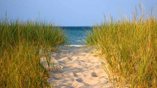 Een zandpad langs het strand met hoge grassen aan beide zijden, dat naar de zee leidt.