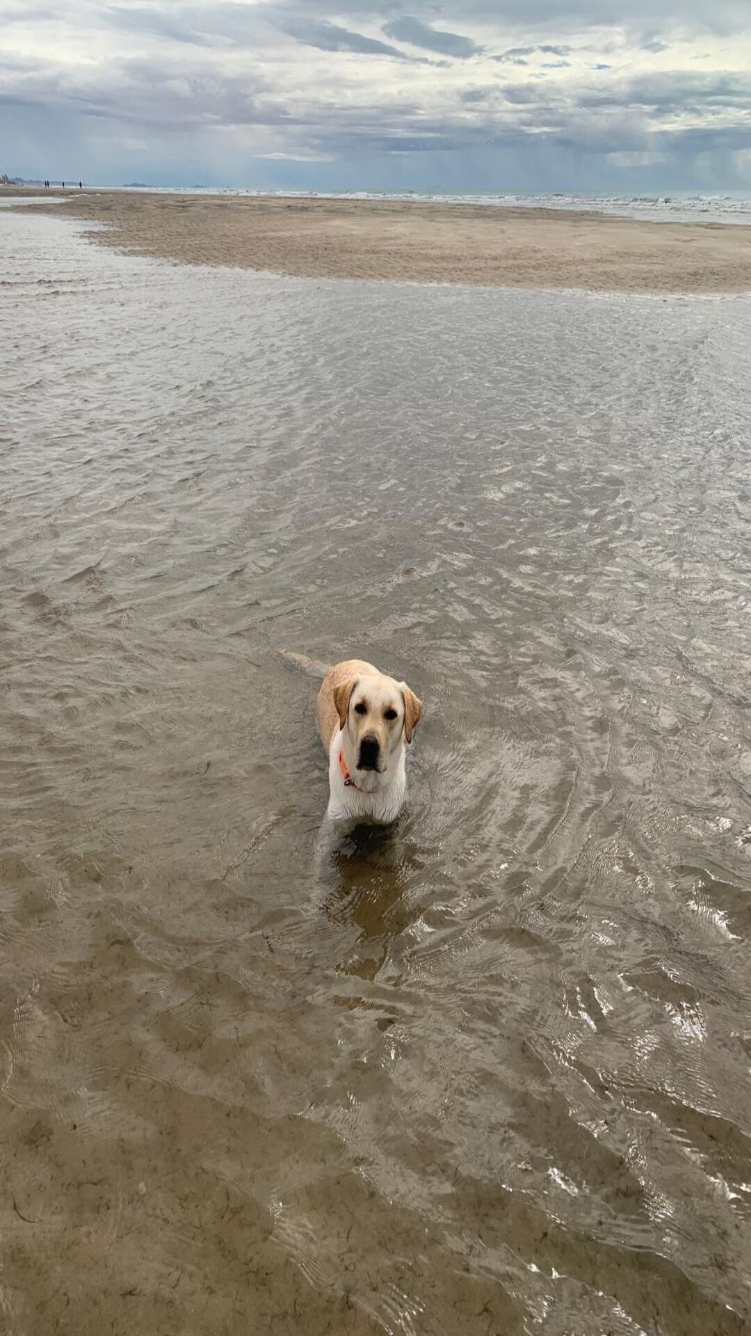 Un chien dans une zone peu profonde au bord de la mer.