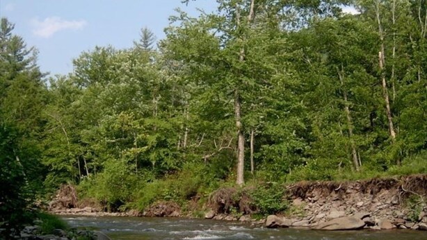 A river flowing through a forested area with dense trees and rocky riverbanks. - The Cabin at Chichester in the Catskills Mountains (Chichester)