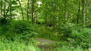 A forested area with a narrow path leading through dense greenery. - The Cabin at Chichester in the Catskills Mountains (Chichester)