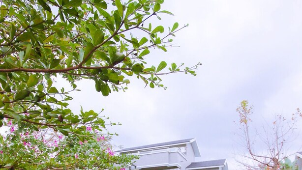 A house with a pond in the front yard, surrounded by greenery and a clear sky. - Star&Moon Homestay (Ji'an)