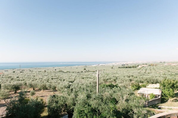 Ländliche Landschaft mit Olivenhainen, ein weiter Blick auf das Meer und ein kleines Gebäude im Vordergrund.