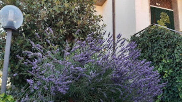 Un edificio de fachada blanca, puerta verde y seto con flores moradas.