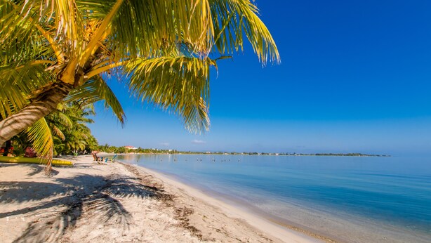 A beach with a palm tree, clear blue water, and a sandy shore. - The Great Escape in Belize's Best Tourist Destinations!! (Placencia)