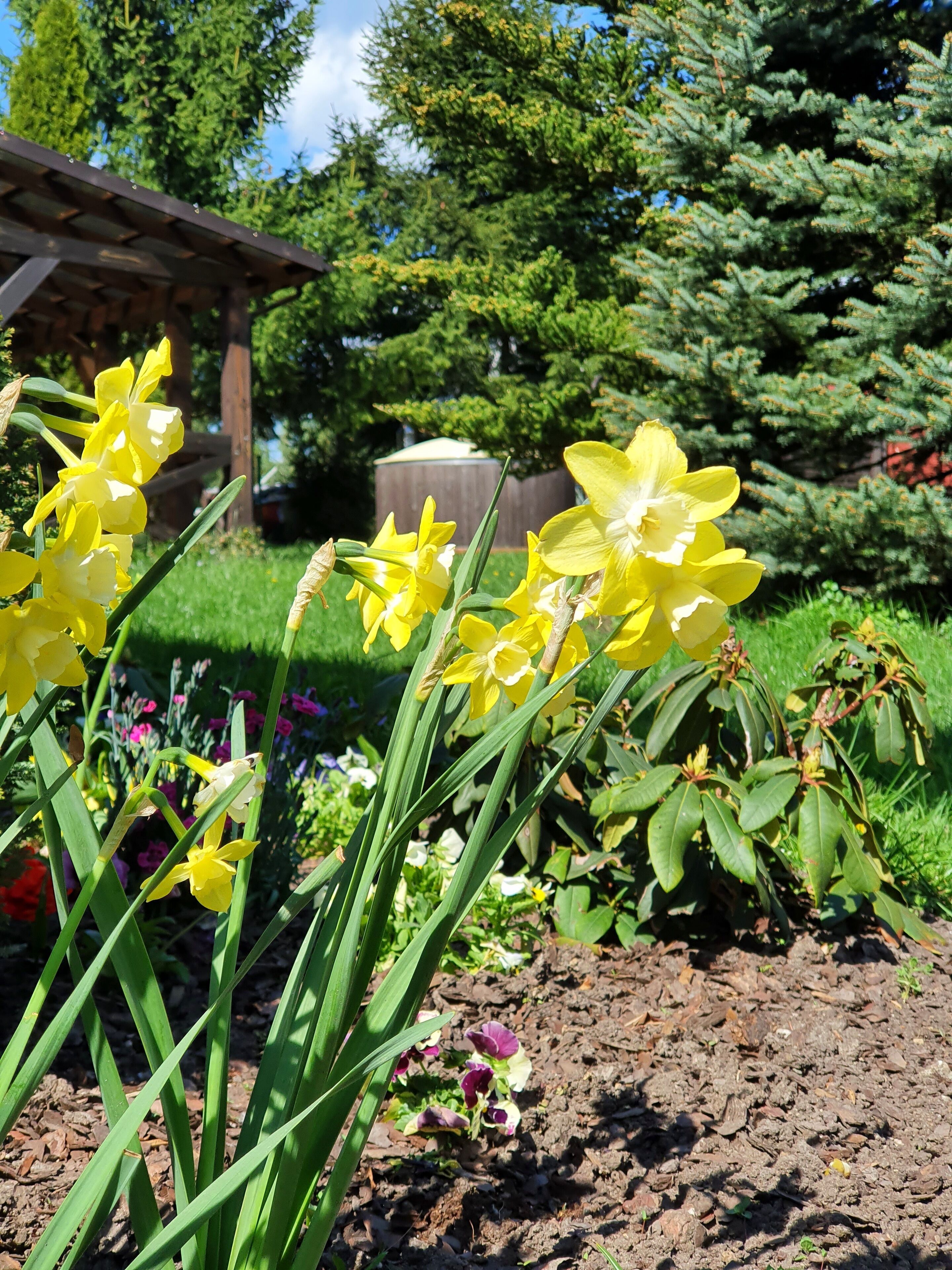 Un jardin avec des fleurs jaunes et un feuillage vert.