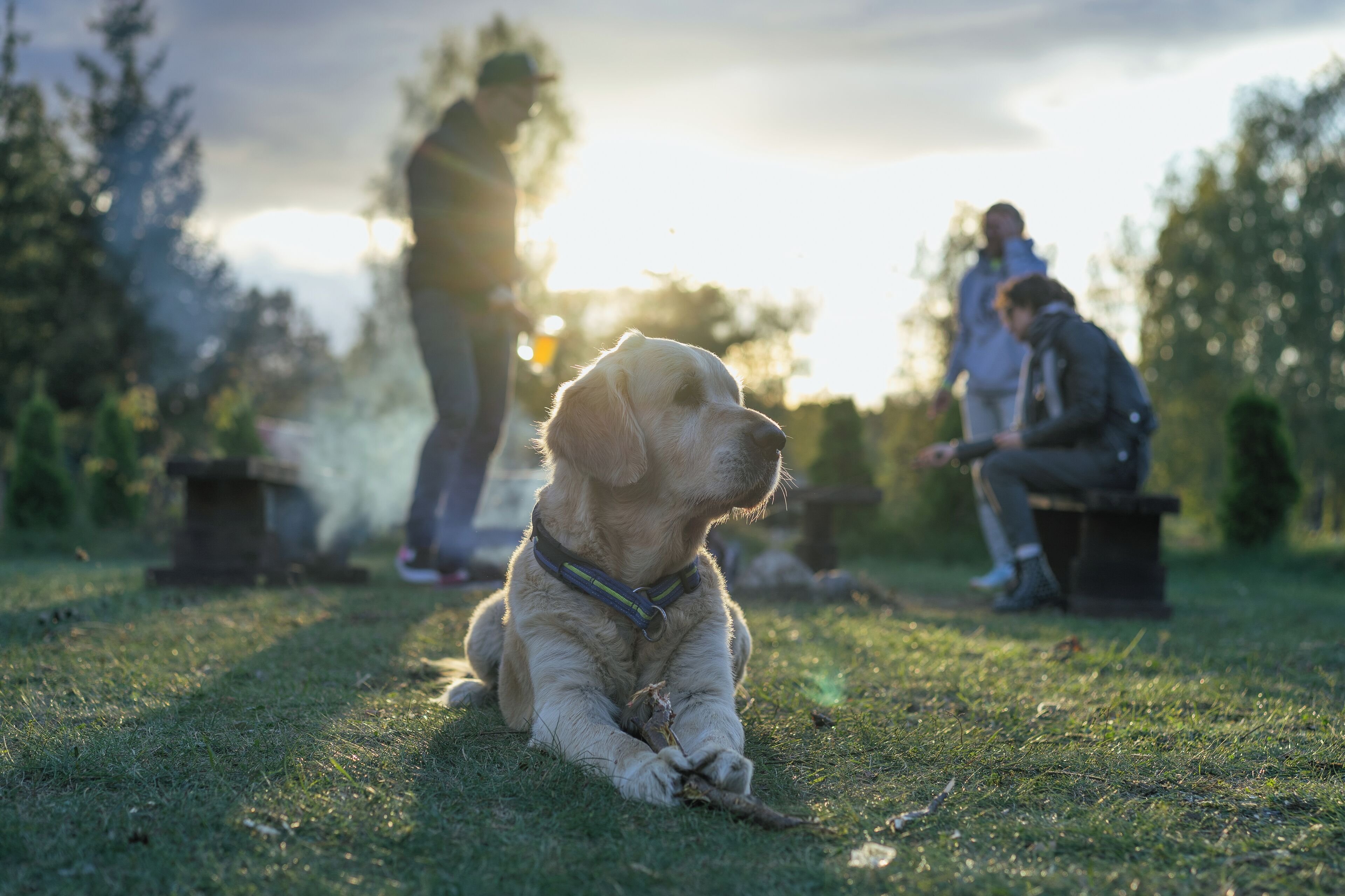 A dog lying on grass with two people in the background.