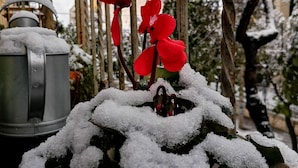 A metal gate with intricate designs, a metal pot, and red flowers with snow on them. - Eccelsoleccese (Lecce)