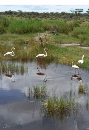 Flamingos stand in serene wetland habitat surrounded by lush greenery and a clear sky.