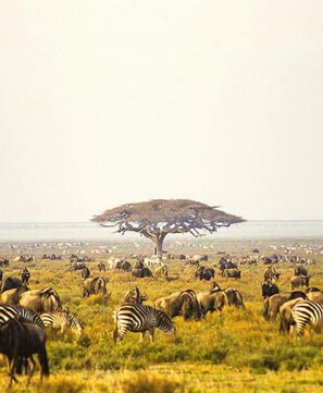 Property grounds - Kasi Tembo Rest House a home of adventures (Karatu)