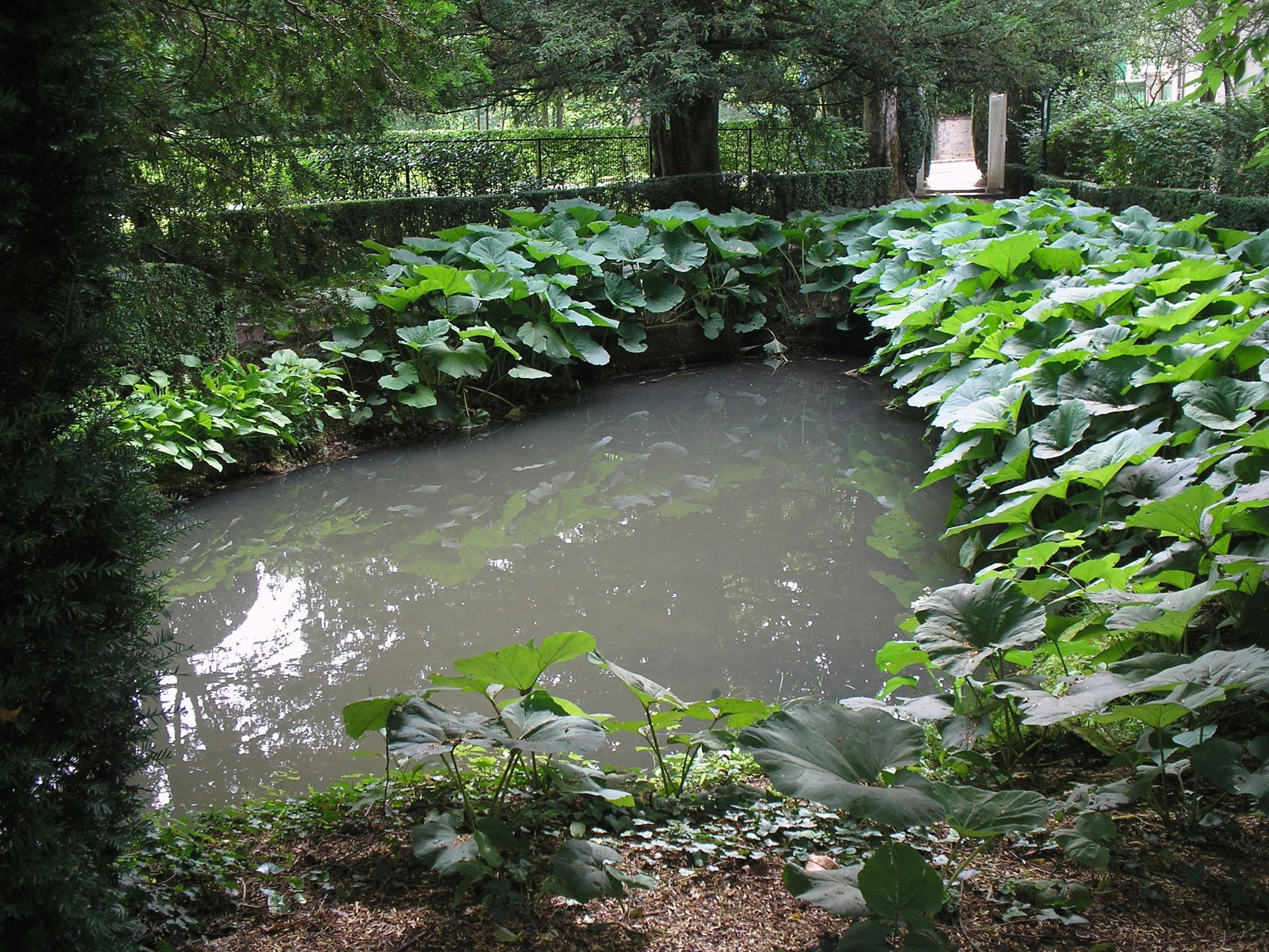 A pond surrounded by lush greenery and trees.