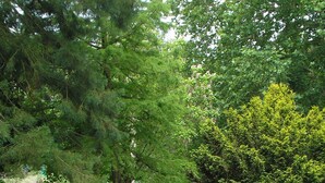 Un jardín tranquilo con un estanque, un sendero y abundante vegetación.