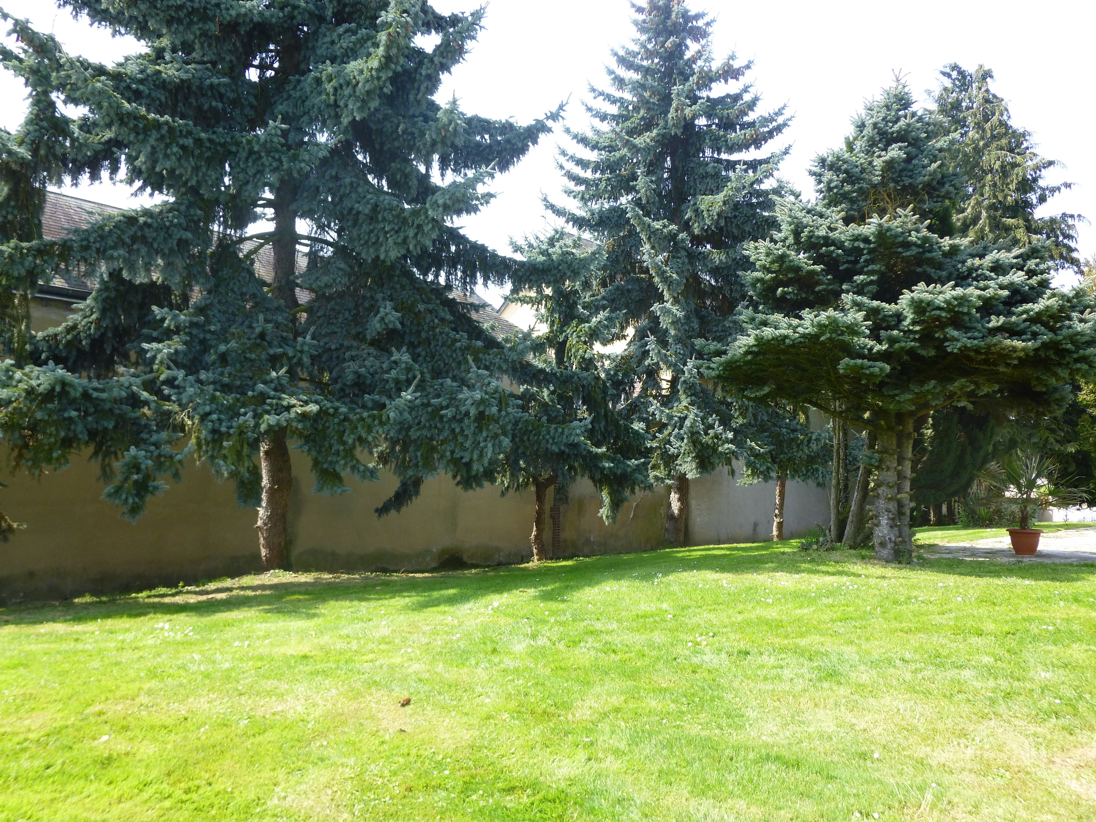 Een verzorgd gazon met verschillende grote altijdgroene bomen en een gebouw op de achtergrond.